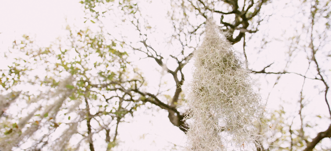 Tree with spanish moss in charleston